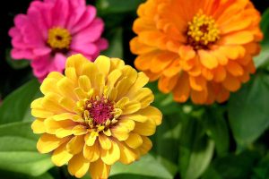 Three Colorful Zinnias