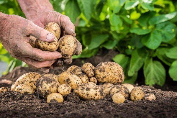 «Не делайте этого»: Удобрение для картофеля, которое сделает клубни мелкими и болезненными