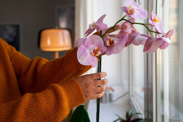 Чтобы защититься от негативного воздействия: посадите эти цветы у своего дома