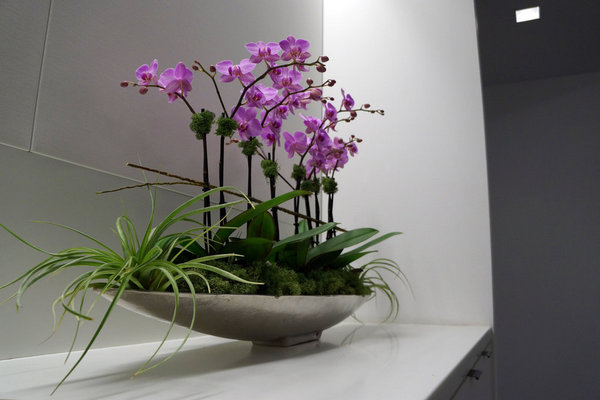 Где в доме разместить орхидеи, чтобы они комфортно себя чувствовали