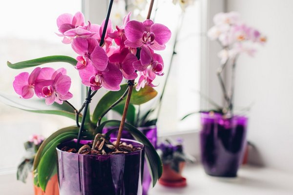 Как домашняя орхидея влияет на энергию и характер женщины: приметы и предрассудки