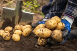 Freshly,Harvested,Organic,Potato,Harvest.,Farmer,In,Garden