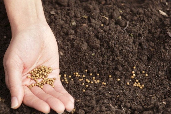 Какая должна быть температура почвы, чтобы можно было начинать посев семян