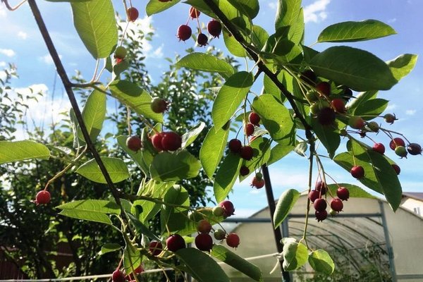 «Вестные причины посадить на огороде Иргу»: Зачем она нужна и что даст кроме урожая ягод
