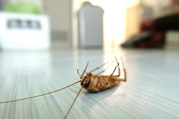 Никогда не держите дома: какие комнатные растения привлекают тараканов