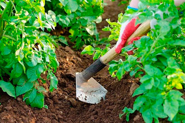 Кладите это «секретное» средство в каждую лунку во время посадки картофеля, чтобы колорадский жук не приближался к кустам.