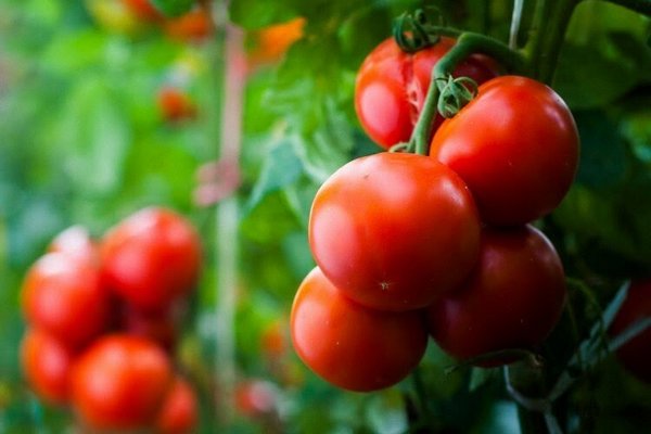 Самый простой и эффективный способ пикирования томатов для крепкой и коренастой рассады