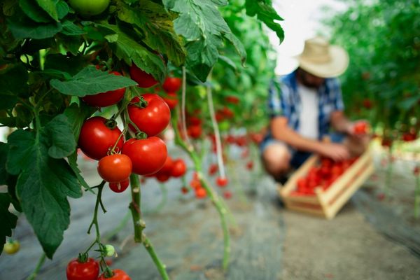 Почему цветов на помидорах много, а урожая нет: ошибки огородников