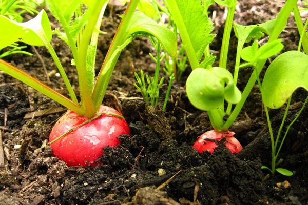 Как вырастить на своем огороде крупную редис: основные моменты посева и ухода
