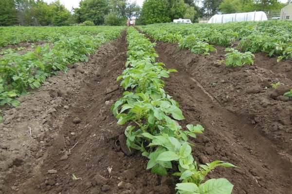 «Это один из важнейших агротехнических приемов»: Чем окучивать картофель кроме земли и сэкономить на удобрениях