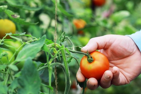 Ошибки при выращивании томатов, из-за которых огородник может потерять урожай