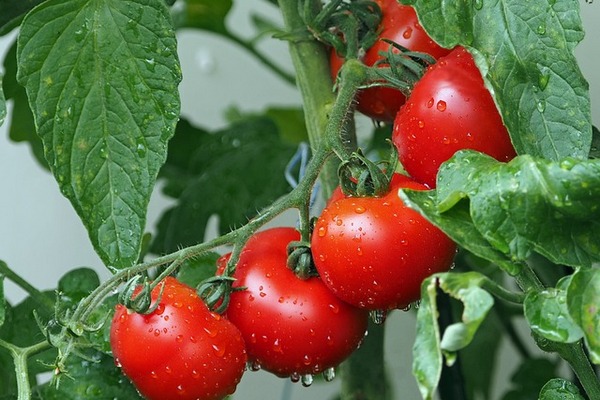 Ошибки при уходе за кустами помидоров в период роста и созревания