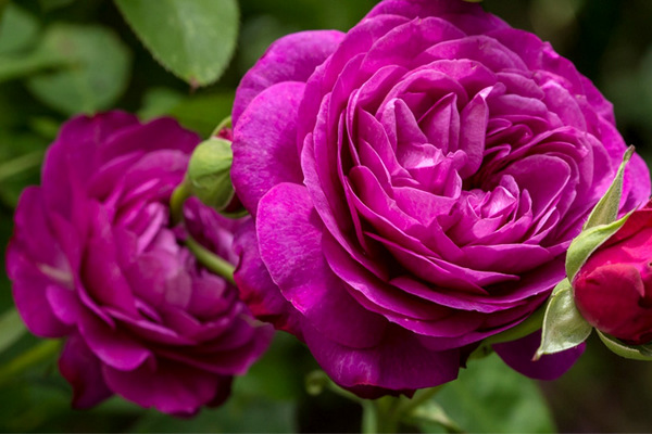 Роза неожиданно может превратиться в шиповник: ошибки, которые допускают цветоводы.