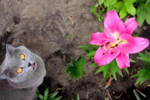 Gray,Cat,In,The,Lily,Flower,Garden.,The,Scottish,Cat