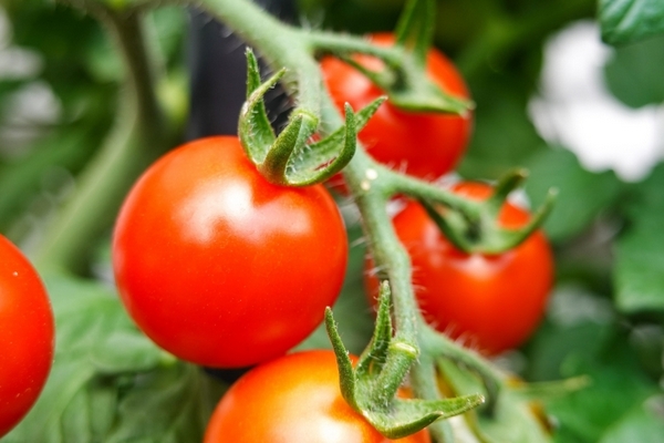 Черные пятна на помидорах: как спасти томаты с помощью домашнего спрея
