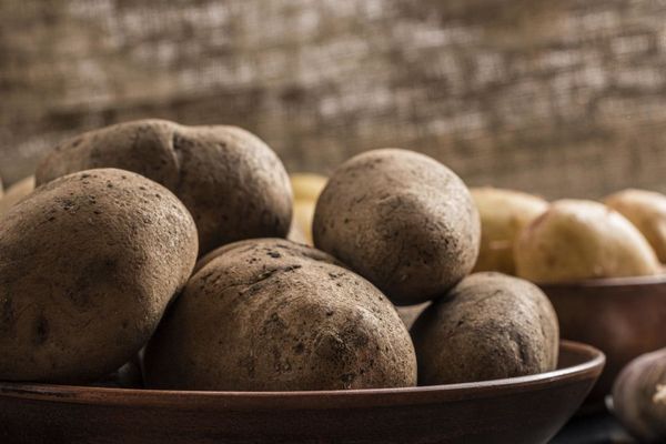 Съесть или выбросить: что делать со старым проросшим картофелем