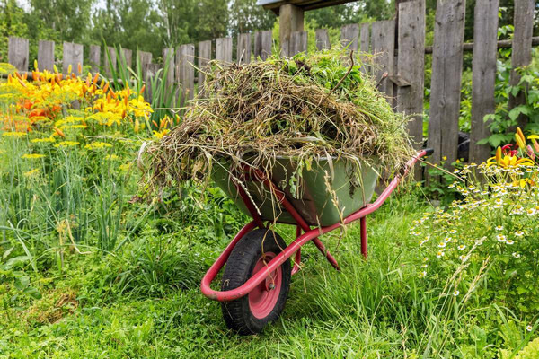 «Без агрохимии»: Способы борьбы с многолетними сорняками и так ли на самом деле бесполезны сорняки