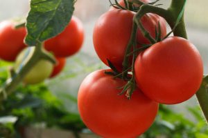 Fresh tomatoes plants