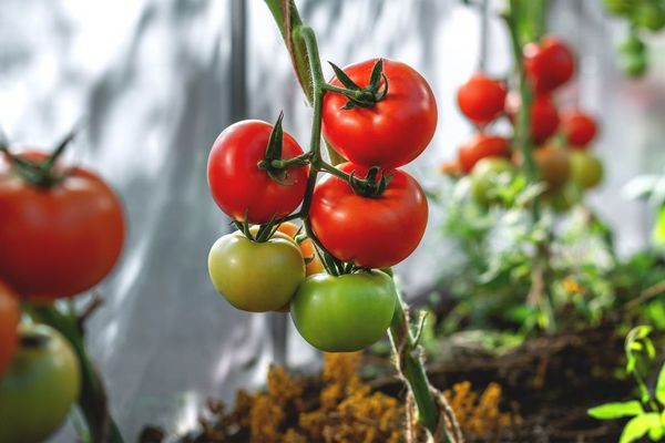 «Употреблять в пищу такие помидоры нельзя»: Как определить фитофтор на томатах и ​​как отличить от других болезней