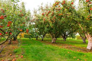 Apple on trees in orchard in fall season