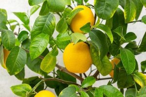 Ripe,Yellow-orange,Lemon,Fruits,On,The,Branches,With,Green,Leaves.