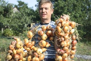 Советы по сбору и хранению лука, чтобы сохранить вкус и питательные вещества этого ценного урожая