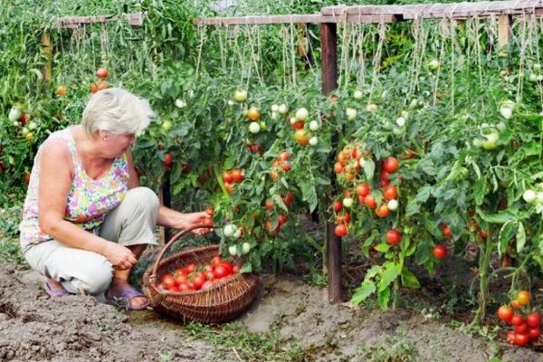 Как восстановить почву после томатов, болевших фитофтором, и подготовить его к следующему сезону