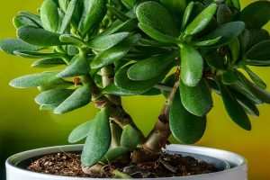 Crassula ovate, oval crassula, silver crassula, lucky tree, money tree, Crassula ovata