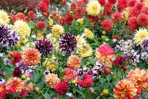 Dahlienblьte auf der Insel Mainau