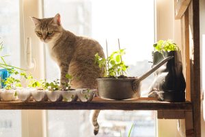 Cat,On,The,Window,,Sun,And,Seedlings