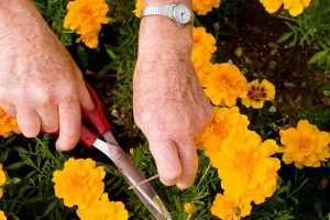 old lady gardening