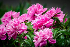 pink peony