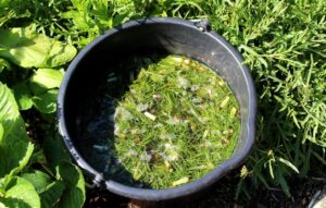 liquid manure from herbs in the garden