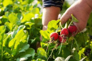 Radish harvesting work. Old senior woman holding radishes.