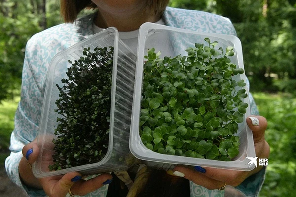 Секреты продуктивной дачи: выращиваем зелень без лишних усилий